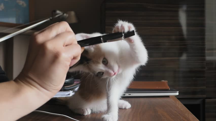 Cute baby cat playing with a pen on a desk, green eyes Royalty-Free Stock Footage #1016764972