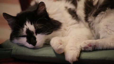 A cute black and white cat falls asleep on a chair. Unusual coloring. Nice cat. Close-up of his sleeping muzzle. Funny animals. The concept of caring for animals, love for pets, home comfort.