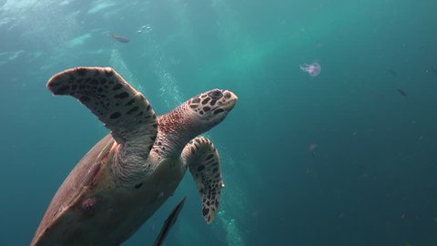 The hawksbill sea turtle (Eretmochelys imbricata) eats small  jelly fish (Pelagia noctiluca) 