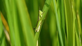 Slow motion video of macro grasshopper on green rice plant in paddy field at countryside in Chiangmai, Thailand (High Speed Video)