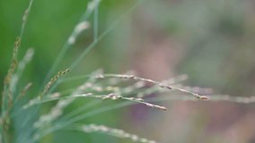 Slow motion video of macro plant moving from wind in paddy field at countryside in Chiangmai, Thailand (High Speed Video)