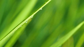 Slow motion video of macro waterdrop on green rice plant in paddy field at countryside in Chiangmai, Thailand (High Speed Video)