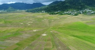 Drone footage of rice paddies at various stage in a spider web pattern near Ruteng, Flores. The camera is going towards the center of the web while tilting down.