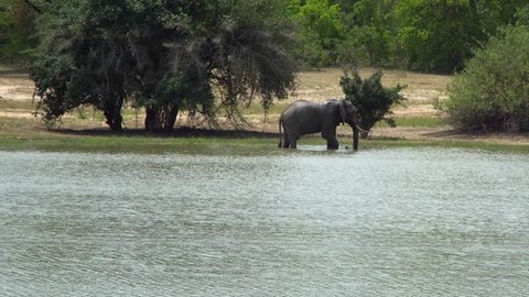 African elephant in the Selous National Park, Tanzania