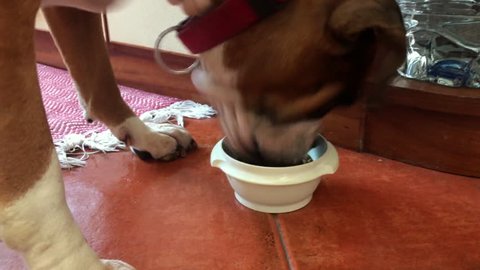 dog to eat from the cup