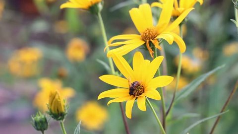 Close Up Of Bee On Topinambur Artichoke Sunflower