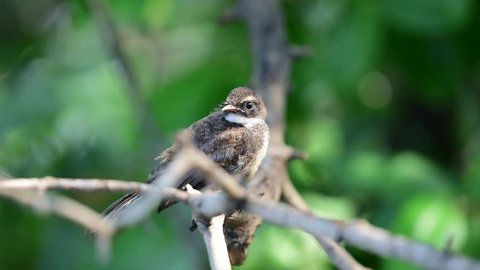 Philippine Maya Bird Eurasian Tree Stock Footage Video 100 Royalty Free Shutterstock