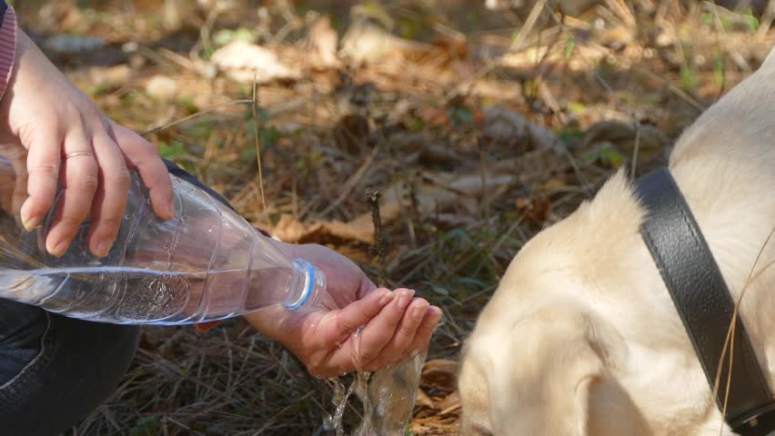 The dog drinks water from a owner