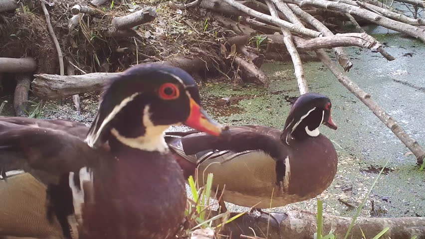 Wood Ducks (Aix sponsa) on a beaver pond in Georgia. They become spooked and take flight. Both are mature males.