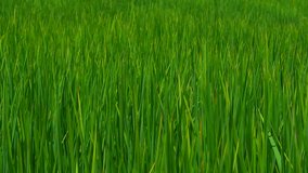 wind blowing through young green rice fields texture background