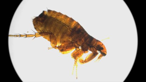 a flea under a microscope