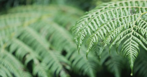 Cloesup of ferns and plants with water droplets