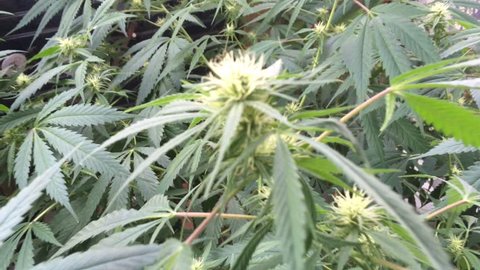 video blooming medical cannabis sativa plant