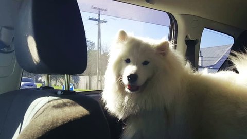 White Fluffy Samoyed in a car waiting for his window to be put down so he can stick his head out