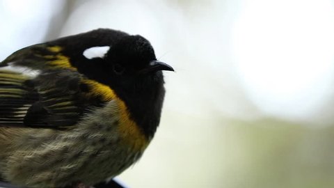 The stitchbird or hihi (Notiomystis cincta) is a rare honeyeater-like bird endemic to the North Island and adjacent offshore islands of New Zealand.
