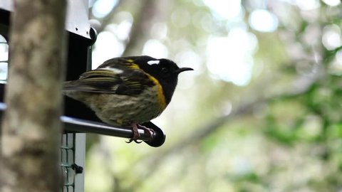 The stitchbird or hihi (Notiomystis cincta) is a rare honeyeater-like bird endemic to the North Island and adjacent offshore islands of New Zealand.