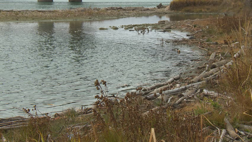 Driftwood litters the shore of the North Saskatchewan River on a grey fall afternoon.