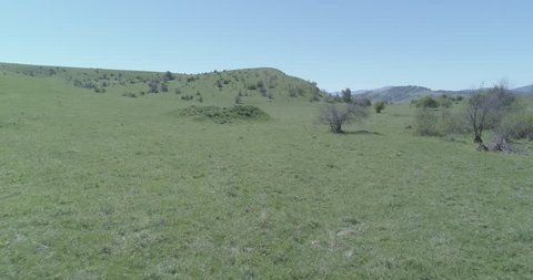 Aerial UHD 4K flight over wild staying horses herd on meadow. Flying over wild summer mountains nature. Beautiful animals at sunny rural green grass farm. Flat raw color, no correction.
