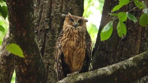 Brown Fish-owl, Ketupa zeylonensis, big owl in its typical natural environment, perched on branch in indian forest in early morning, staring directly at camera. Wild animal.