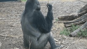 Gorilla Footage (Stabilized)