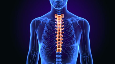 3d rendered medically accurate illustration of the thoracic spine
