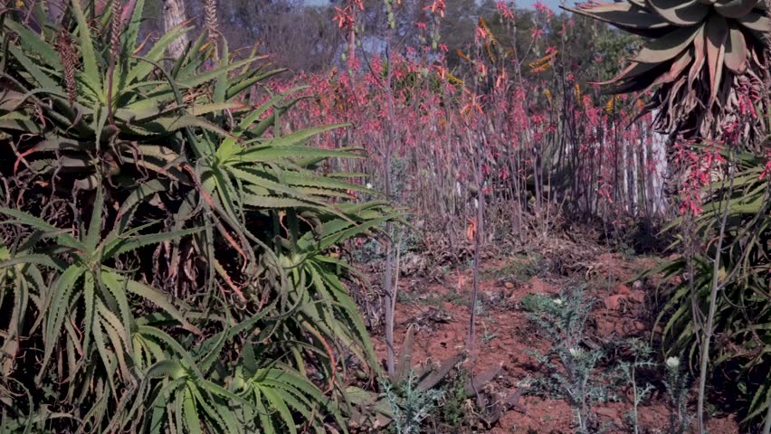 Beautiful South African flowers in the mountains