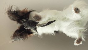 Papillon plays with a toy behind the glass stock footage video