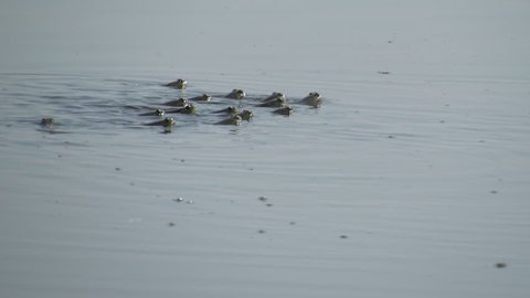 Mudskippers swimming as a team