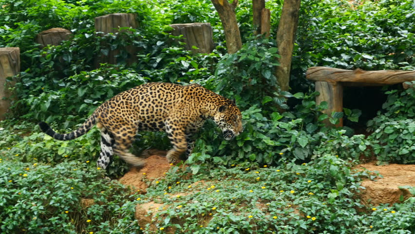 54 Roaring Jaguar Stock Video Footage - 4K and HD Video Clips | Shutterstock