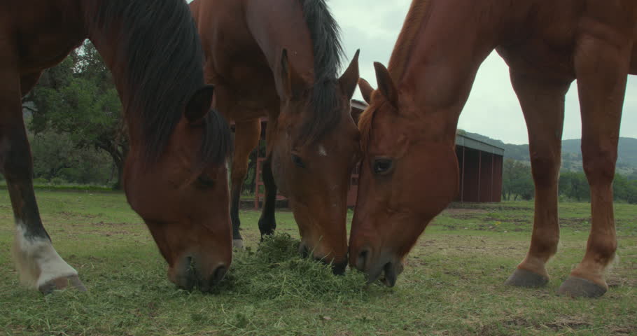 Three horses grazing closely together 
