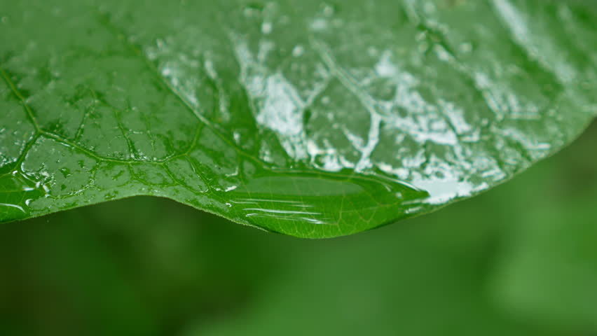 Dripping of a raindrop from  green leaf
 | Shutterstock HD Video #1016824306