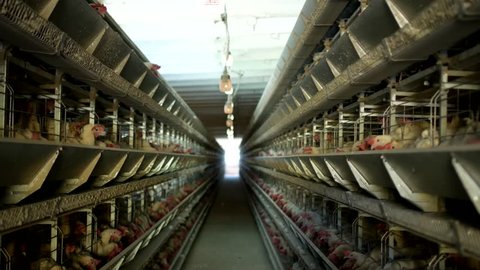 Poultry farm, chickens sit in open-air cages and eat mixed feed, on conveyor belts lie hen's eggs, chicken
