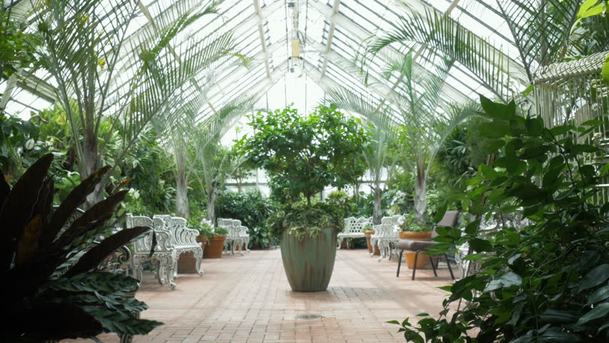 Lush, tropical plants in a historic glass greenhouse in 4k. Wide shot of the potted palms and jungle vegetation represents conservation efforts, tourism and travel. 