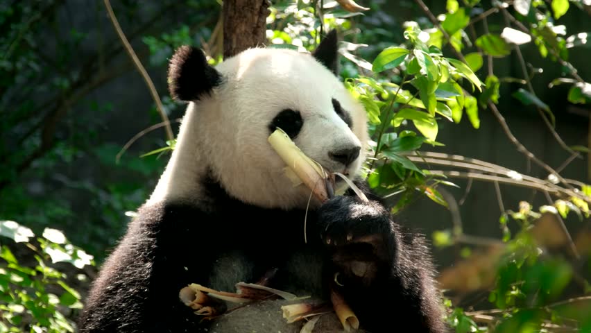 Chinese tourist attraction - giant panda bear eating bamboo. Chengdu, Sichuan, China | Shutterstock HD Video #1016829820