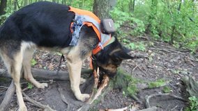 Dog is looking for something in the forest.  - Powered by Shutterstock - Get 15% off with code: PIKWIZARD15