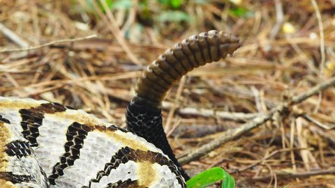 Timber Rattlesnake (Crotalus horridus), a highly venomous snake of the Eastern United States. Close up of rattle warning prior to strike, large rattlesnake with 14 rattles. Slow-motion, 1/4th speed.