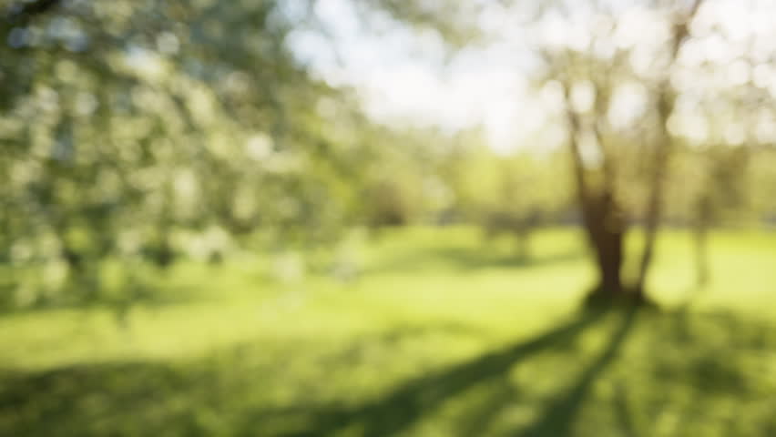 Defocused Bokeh Background of Apple Stock Footage Video (100% Royalty