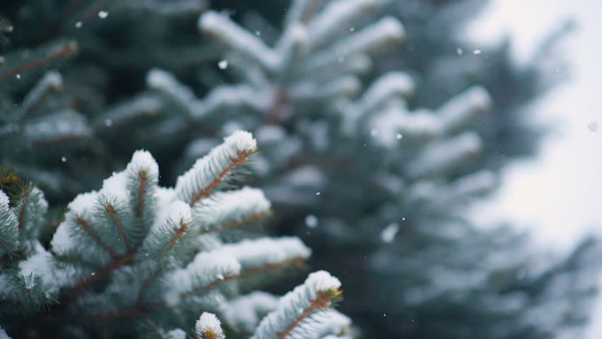Snow falls slowly against the background of a Christmas tree or pine. New Year, Christmas, Winter. | Shutterstock HD Video #1016832007