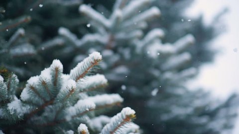 snow falls slowly against the background of a Christmas tree or pine. New Year, Christmas, Winter.