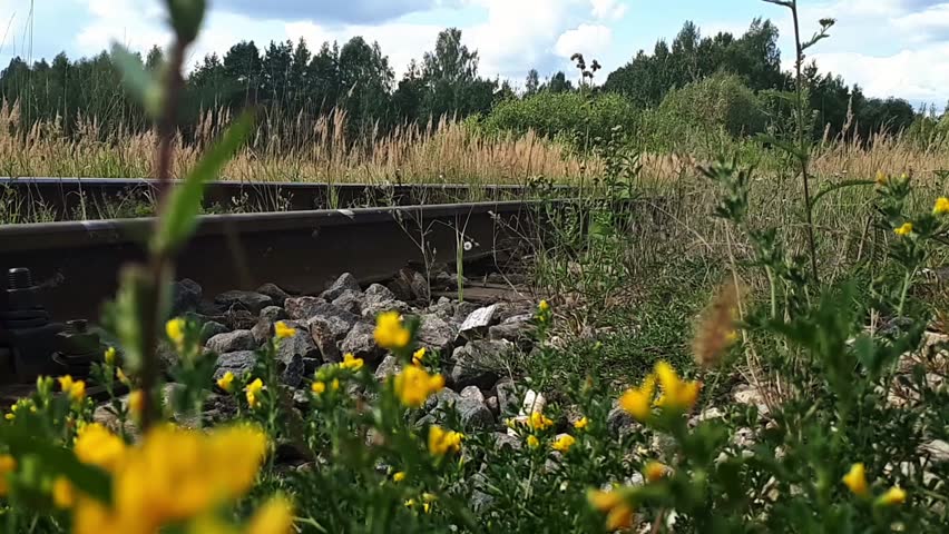 Close Up Of Yellow Flowers And Rail Road