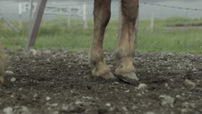 Close up of horse hooves walking towards the camera in Iceland. Slow motion. Not color graded.