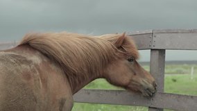 Horse licks a fence as its mane blows in the wind in Iceland. Slow motion. Not color graded.