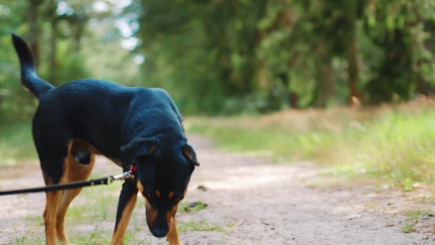 Clip of a dog standing in the middle of a dirt road.