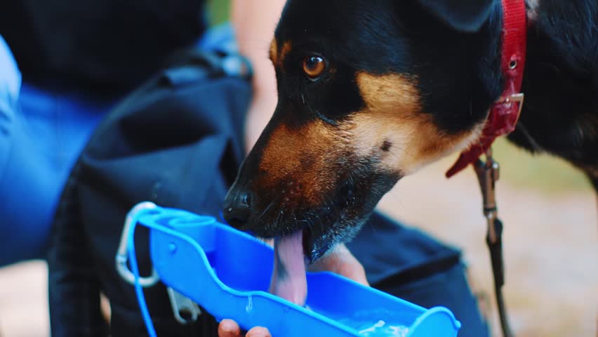 Slow motion clip of a black and brown westpointer drinking from a little blue bowl.