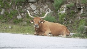 Beautiful Portuguese Ox with long horns in the middle of the mountain in slowmotion