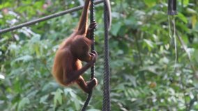 baby orangutan climbing rope