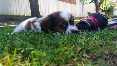 Puppy playing in grass 3