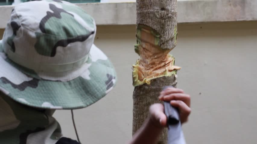Women are cutting trees. Felling trees.