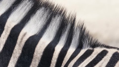 Zebra main twitching in Etosha National Park, CLOSEUP DETAIL
