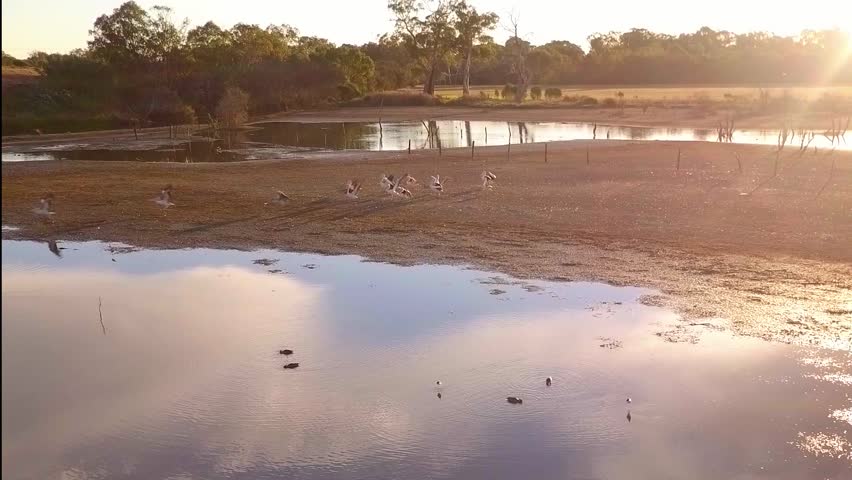 Flock of pelicans launching and landing across still wetlands water reflecting sky